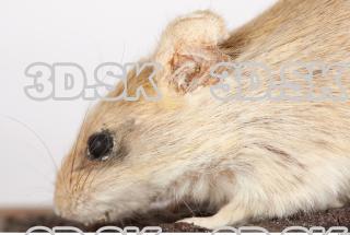 Mouse-Mus musculus 0016